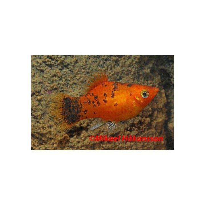 Platy berliner 3,5-5 cm -