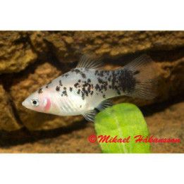 Platy black & white 3,5-5 cm -
