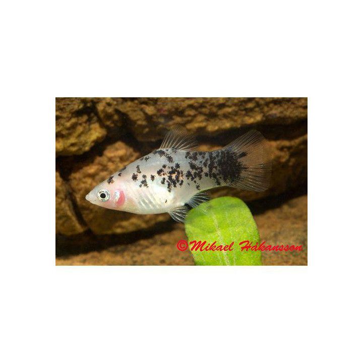 Platy black & white 3,5-5 cm -