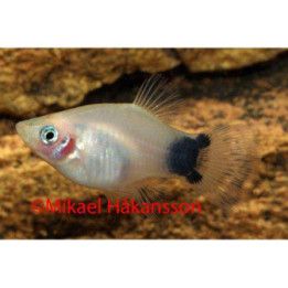 Platy silver mickey mouse 3,5-5 cm -