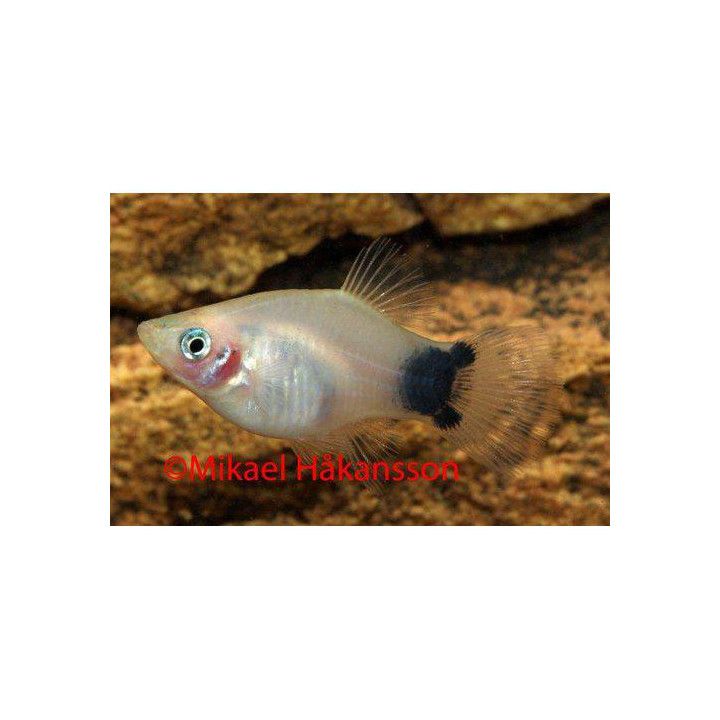 Platy silver mickey mouse 3,5-5 cm -