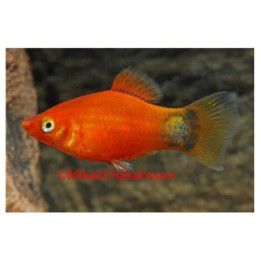 Platy silver mickey mouse 3,5-5 cm -