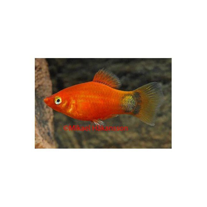 Platy silver mickey mouse 3,5-5 cm -