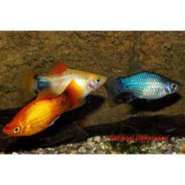 Platy sekoitus mickey mouse 3,5-5 cm -