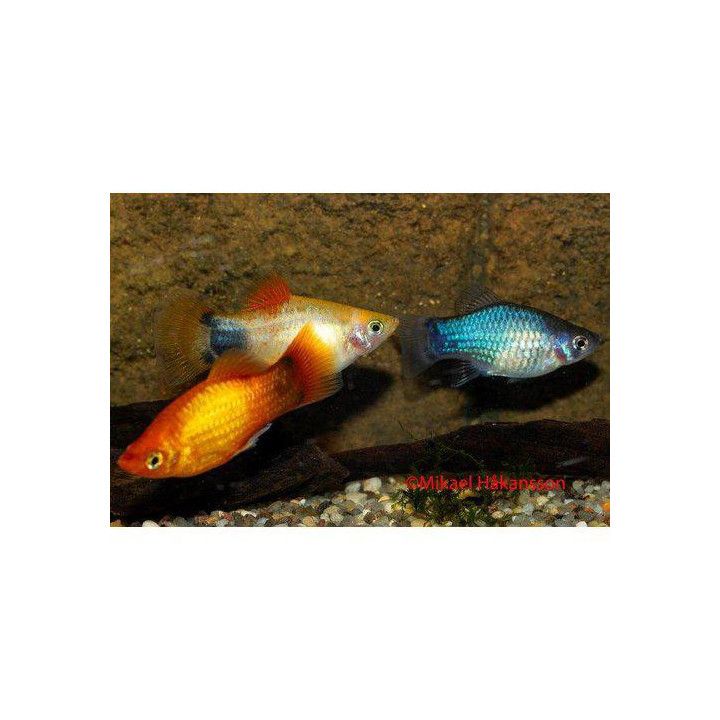 Platy sekoitus mickey mouse 3,5-5 cm -