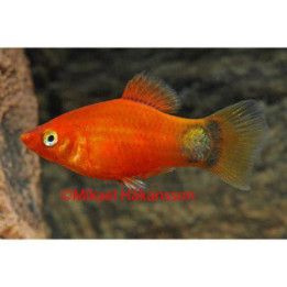 Platy punainen mickey mouse 3,5-5 cm -