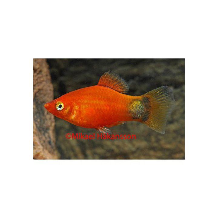 Platy punainen mickey mouse 3,5-5 cm -