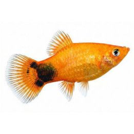 Platy keltainen neon mickey mouse 3,5-5 cm -