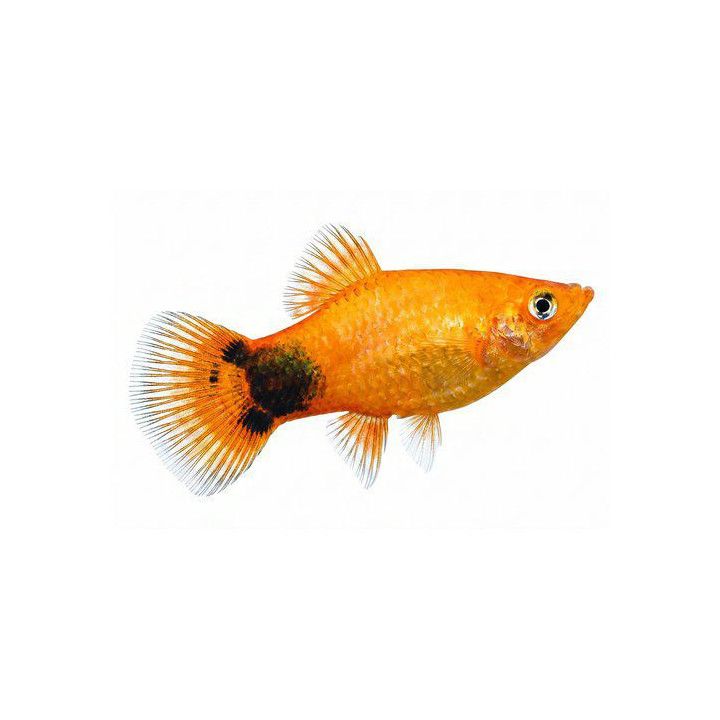 Platy keltainen neon mickey mouse 3,5-5 cm -