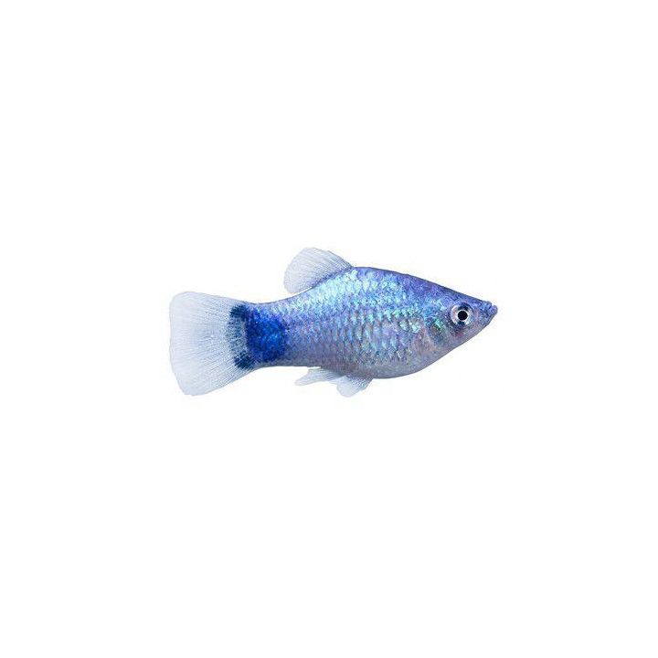 Platy sininen neon mickey mouse 3,5-5 cm -