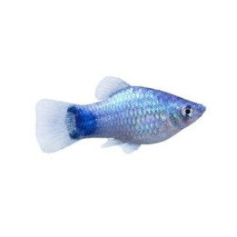 Platy sininen neon mickey mouse 3,5-5 cm -