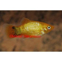 Platy sunset neon mickey mouse 3,5-5 cm -