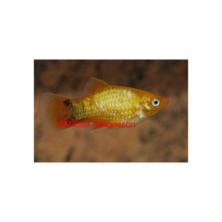 Platy sunset neon mickey mouse 3,5-5 cm -