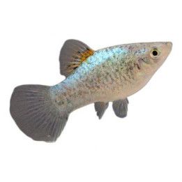 Platy sinitäplikäs neon 3,5-5 cm -