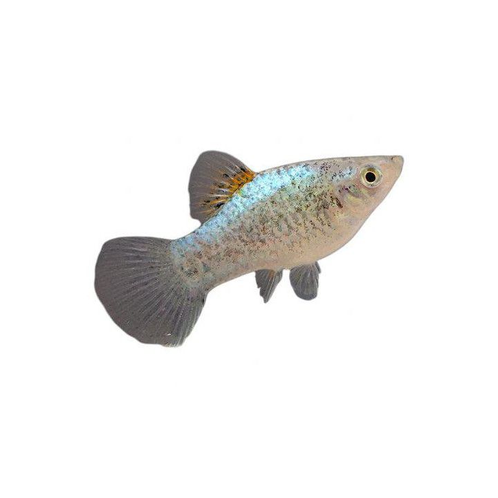 Platy sinitäplikäs neon 3,5-5 cm -