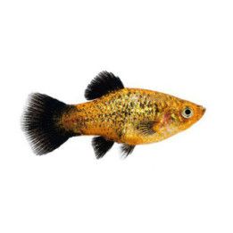 Platy vihertäplikäs neon wagt, 3,5-5 cm -
