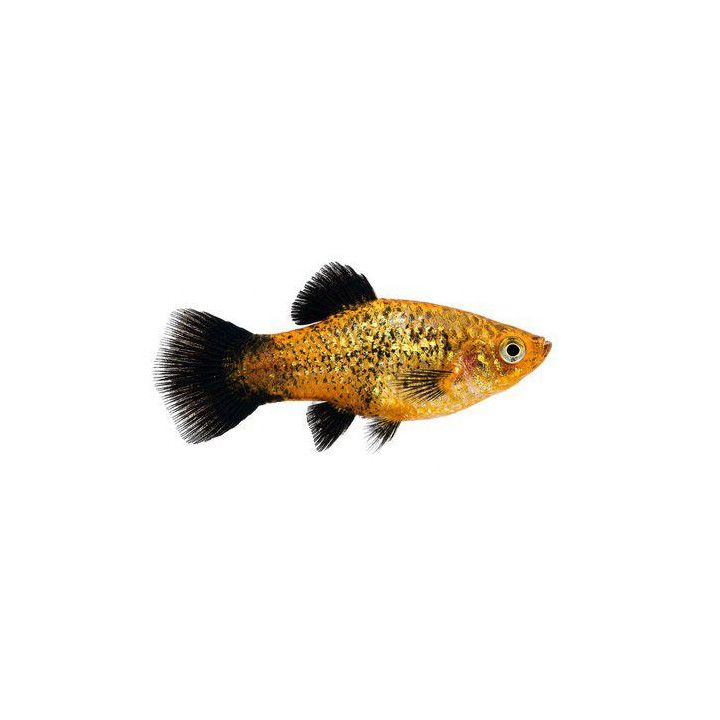 Platy vihertäplikäs neon wagt, 3,5-5 cm -