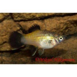Platy keltainen wagtail 3,5-5 cm -