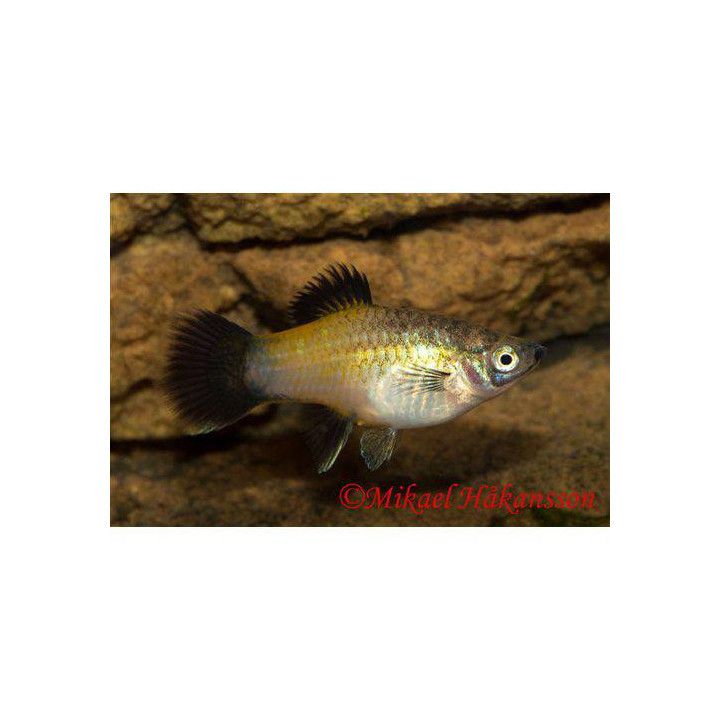 Platy keltainen wagtail 3,5-5 cm -