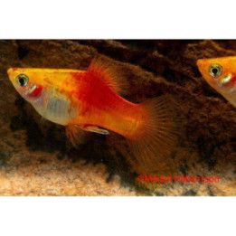 Platy keltainen-punainen 3,5-5 cm -