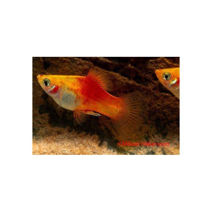 Platy keltainen-punainen 3,5-5 cm -