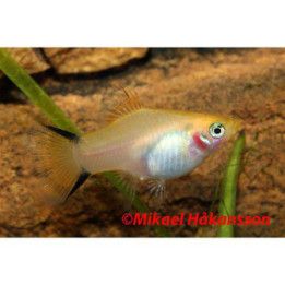 Platy keltainen sukkulapyrstö 3,5-5 cm -
