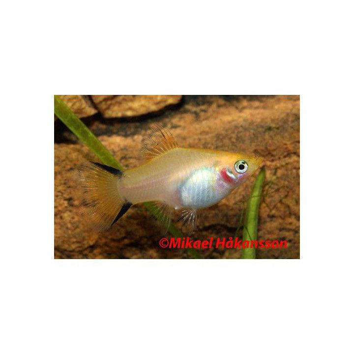 Platy keltainen sukkulapyrstö 3,5-5 cm -