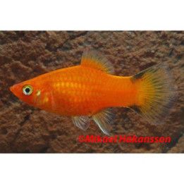 Platy punainen sukkulapyrstö 3,5-5 cm -