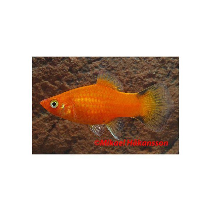 Platy punainen sukkulapyrstö 3,5-5 cm -