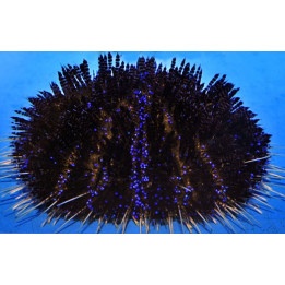 Asthenosoma varium - Purple Stripe Urchin