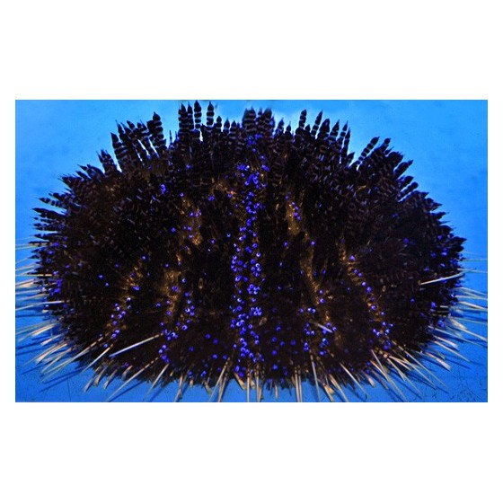 Asthenosoma varium - Purple Stripe Urchin