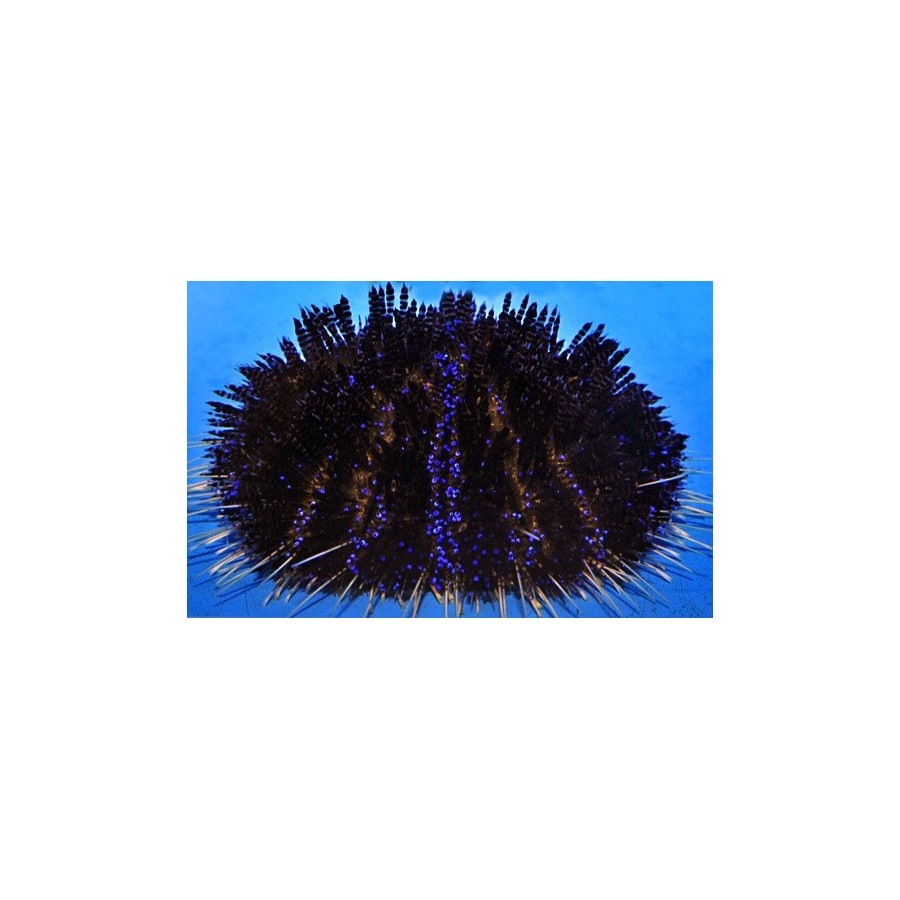 Asthenosoma varium - Purple Stripe Urchin