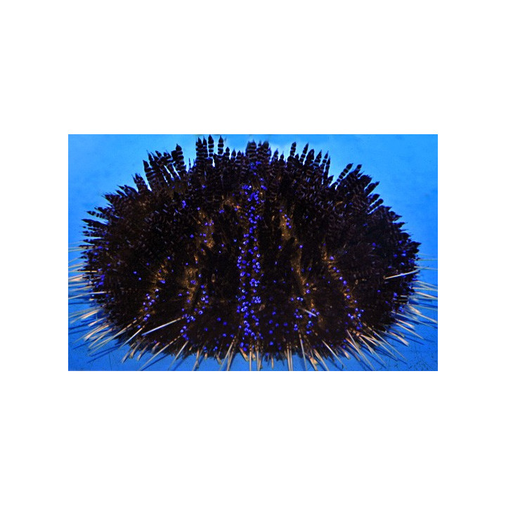 Asthenosoma varium - Purple Stripe Urchin
