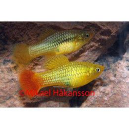 Platy indian 4-5 cm -