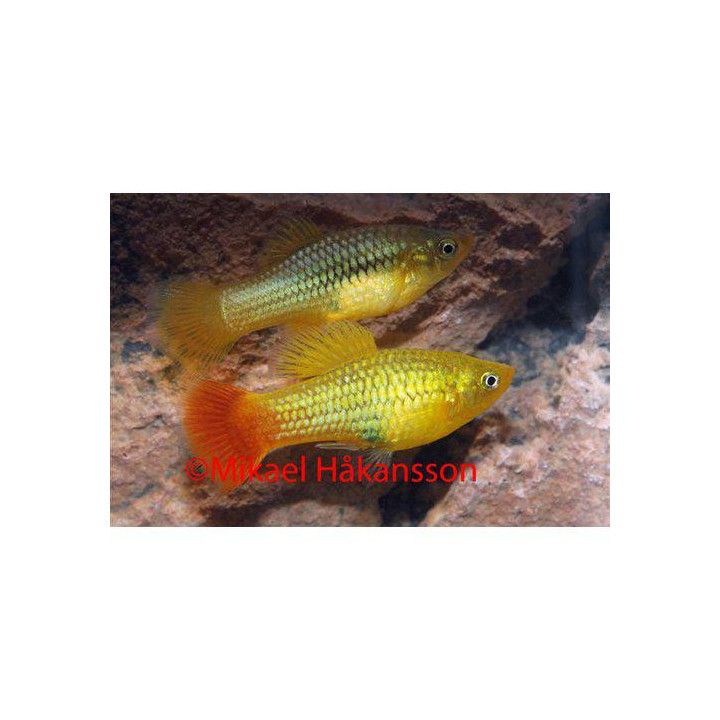 Platy indian 4-5 cm -