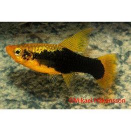 Platy indian hawaii 3-4 cm -