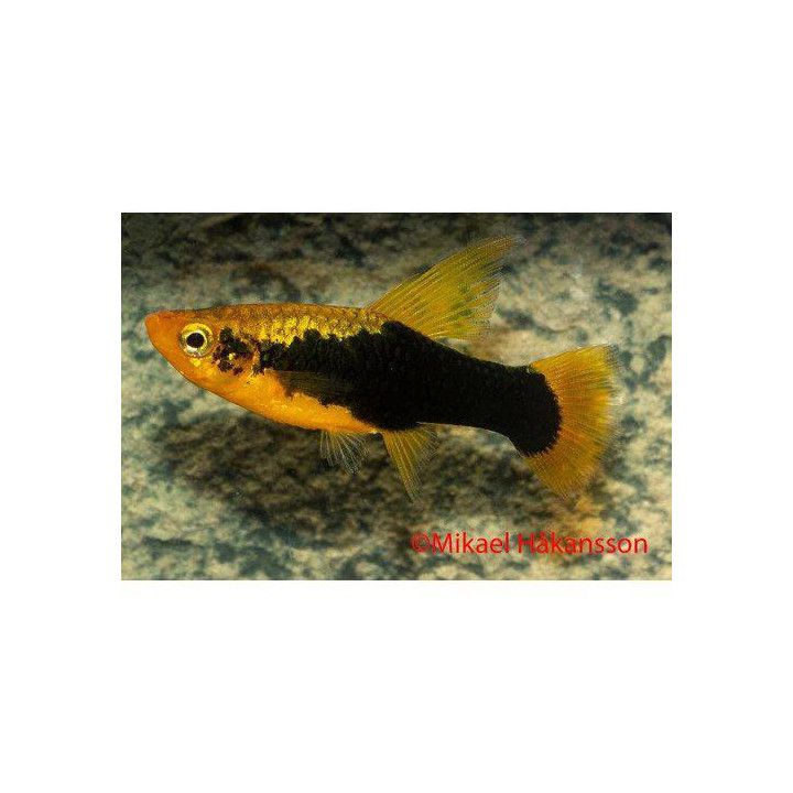 Platy indian hawaii 3-4 cm -