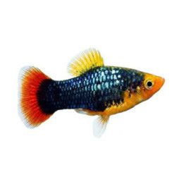 Platy parrot 3-4 cm -