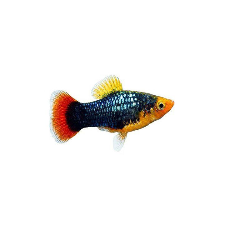 Platy parrot 3-4 cm -
