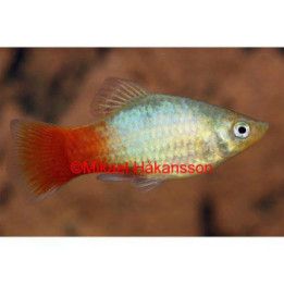 Platy punasininen 3,5-5 cm -