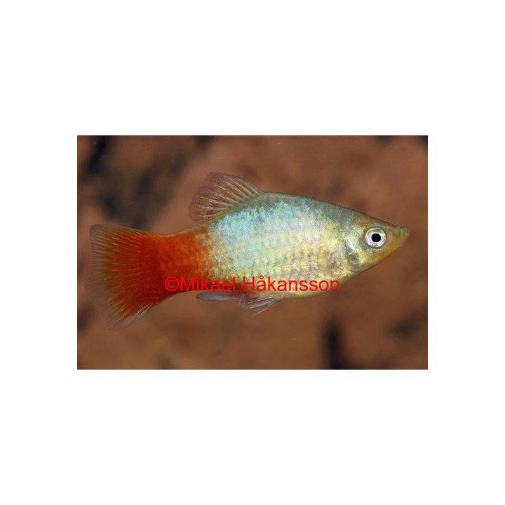 Platy punasininen 3,5-5 cm -