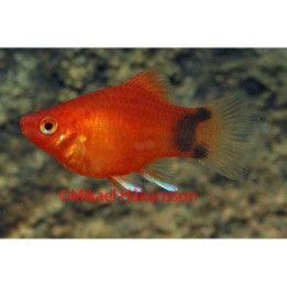 Platy koralli punainen mickey mouse 3-4 cm -