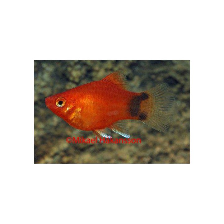 Platy koralli punainen mickey mouse 3-4 cm -
