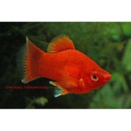 Platy koralli punainen 3-4 cm -