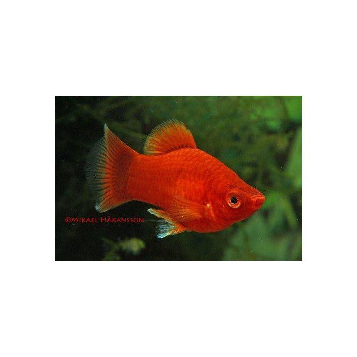 Platy koralli punainen 3-4 cm -
