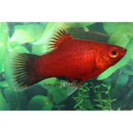 Platy koralli punainen wagtail 3-4 cm -