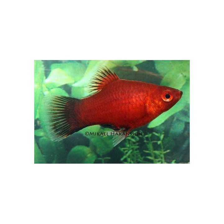Platy koralli punainen wagtail 3-4 cm -