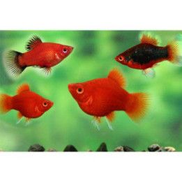Platy koralli sekoitus 3-4 cm -