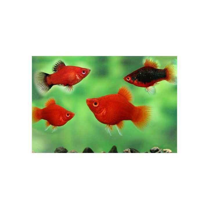 Platy koralli sekoitus 3-4 cm -
