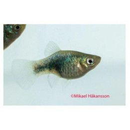 Platy tuxedo sininen neon 3,5-5 cm -